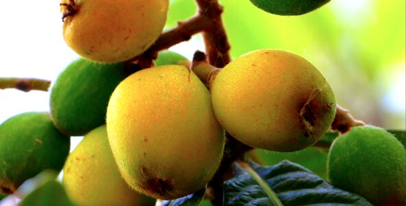 Sicily nature fruit