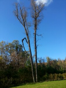 Two forest
