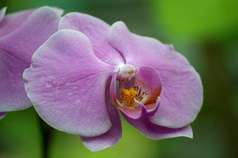 Purple macro jardin des plantes