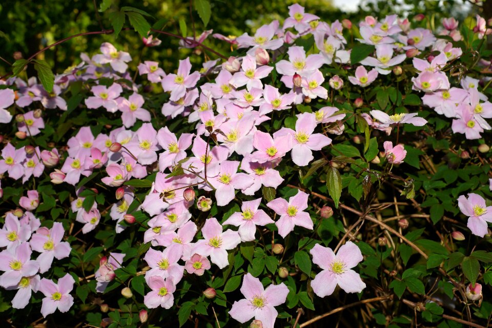 Ornament bloom flowers