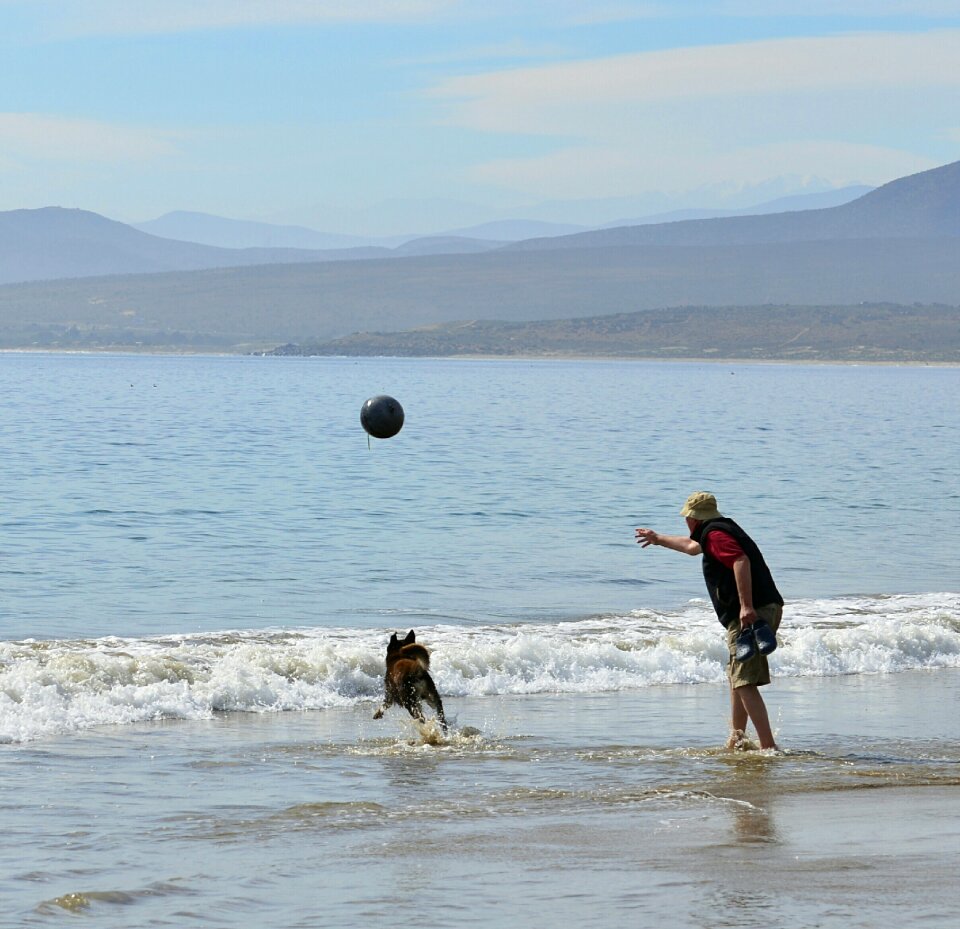 Dog coquimbo guanaqueros