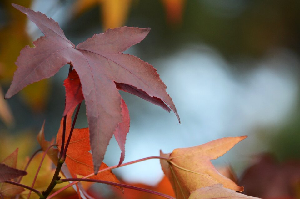 Autumn colours brown foliage