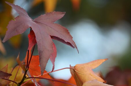 Autumn colours brown foliage