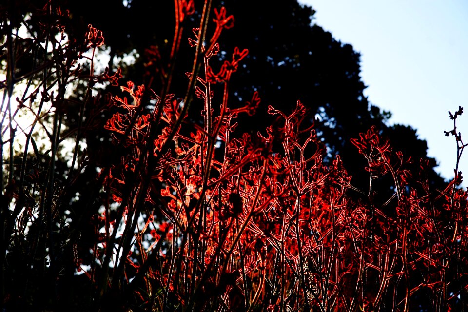 Nature plants red flowers
