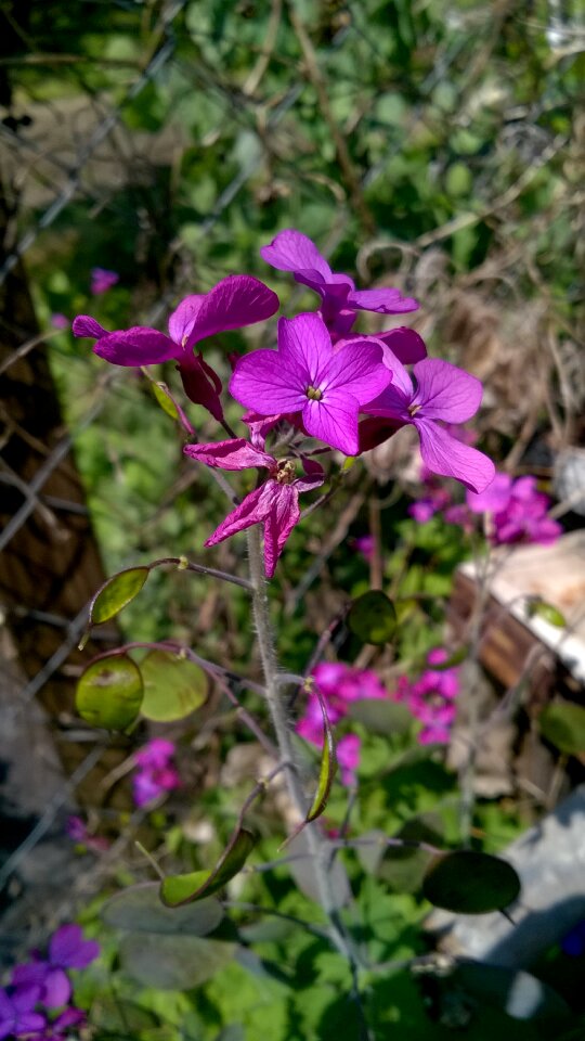 Spring garden bloom