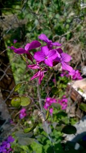 Spring garden bloom