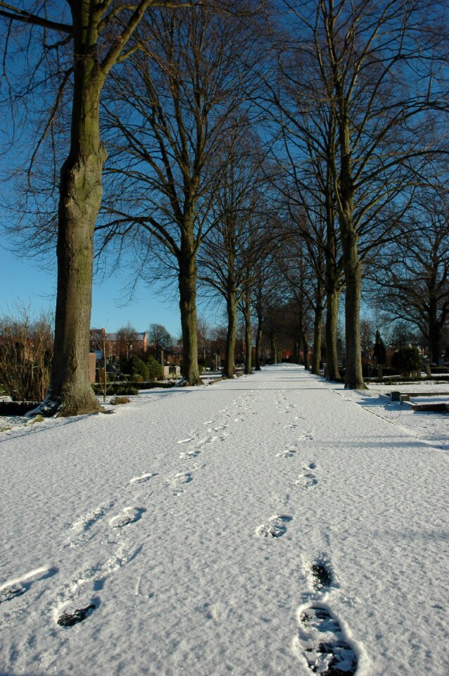 Cold trace ice