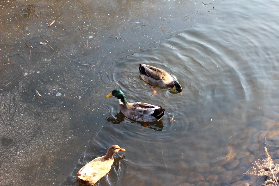 Duck mallard duck lake photo