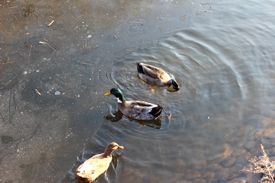 Duck mallard duck lake