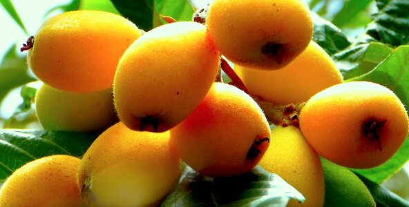 Fruit sicily nature