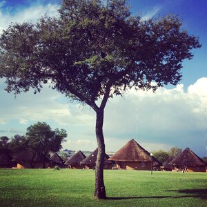 Bush savannah wildlife