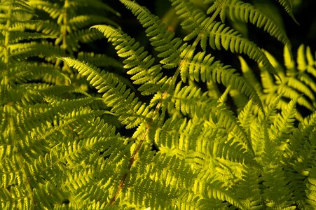 Green leaf leaves