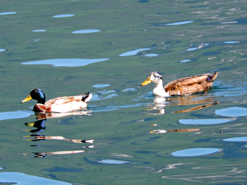 Swim water games bird