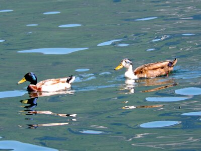 Swim water games bird