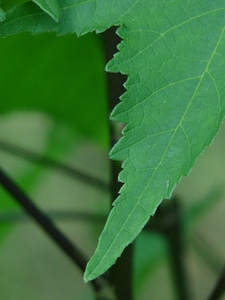 Mallow malvaceae plant