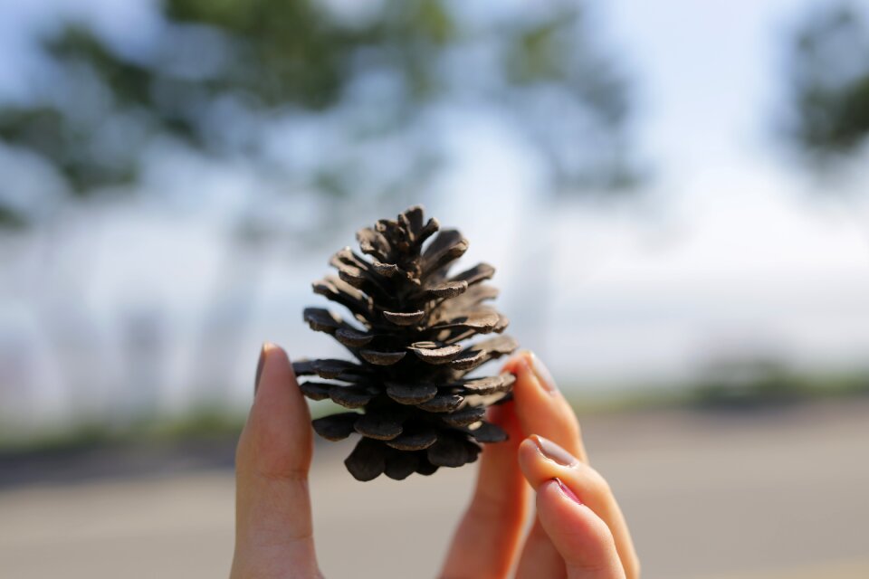 Pine cone hand landscape