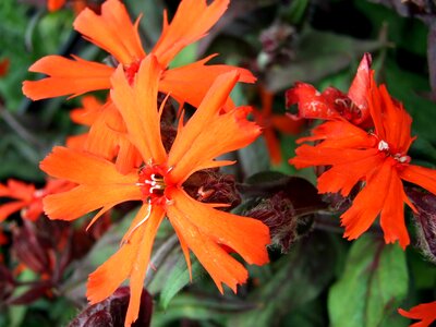 Garden flowers nature flowering