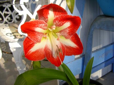 Flower martinique red