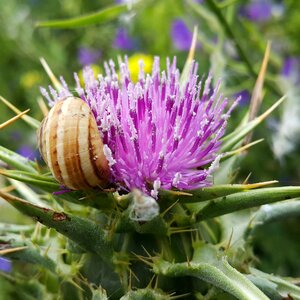 Violet wild flower snail