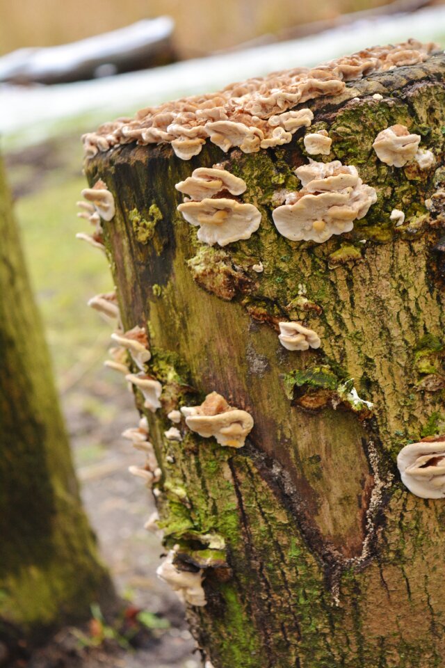 Tree nature mushroom