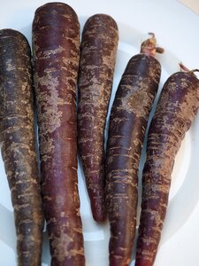 Deep purple carrots locations turnip