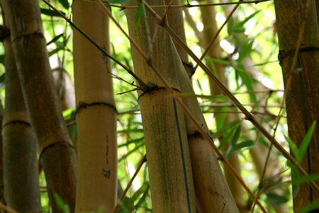 Natural zen tree