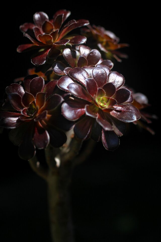 Plant black mage black background