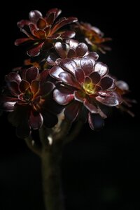 Plant black mage black background