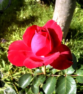 Red rose red rose bloom photo