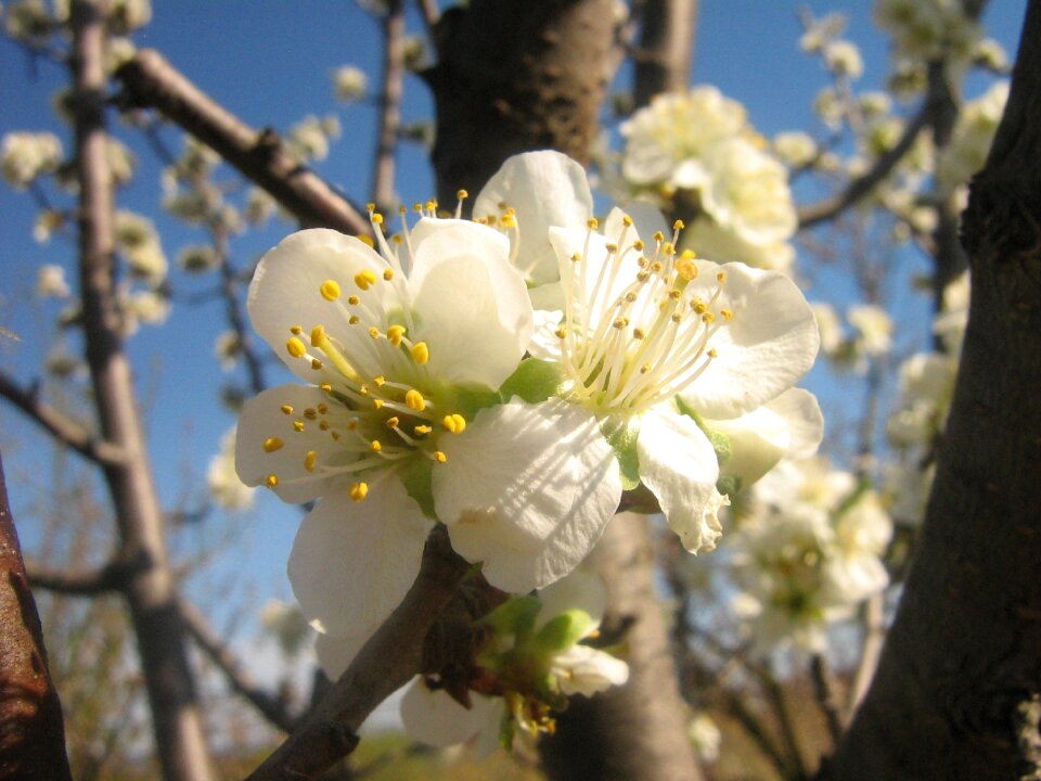 Flower spring spring flowers