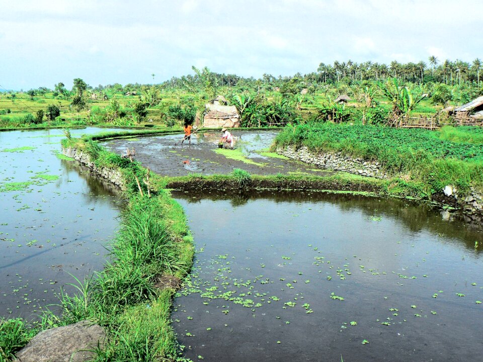 Bali rice field agricultural