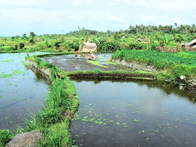Bali rice field agricultural