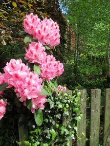 Pink garden flowers