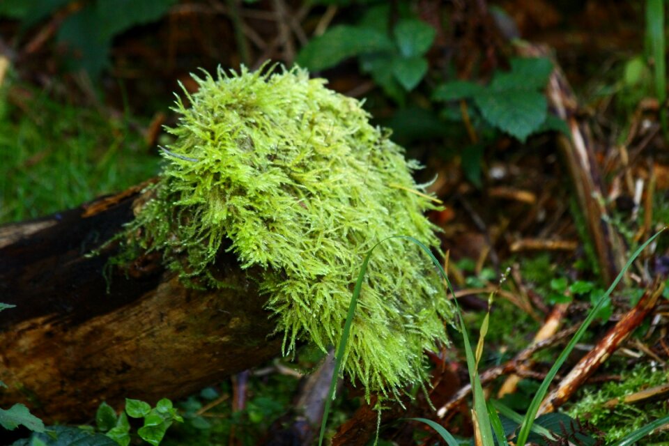 Moss forest nature