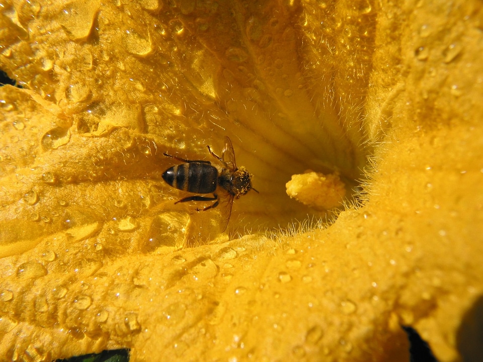 Nature close up yellow