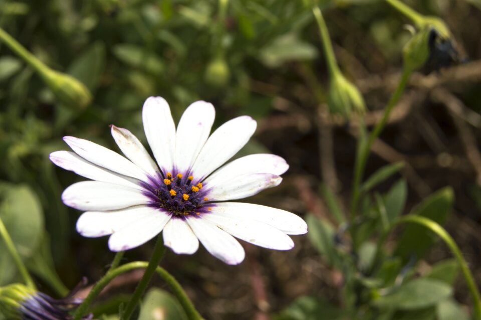 Spring daisy flower petals