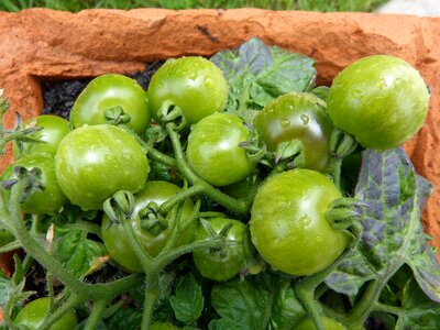 Green tomatoes balcony tomatoes green crops