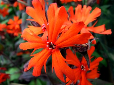 Garden flowers nature flowering