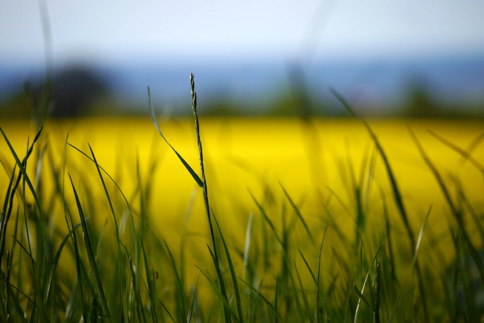 Bloom yellow field