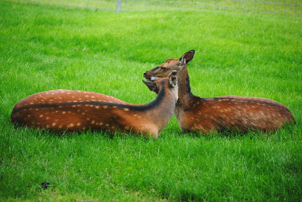 Animal zoo