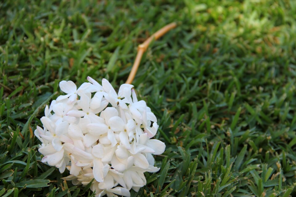 Flower plant nature