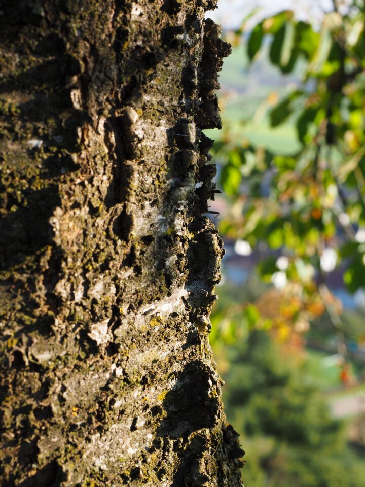 Cherry bark tree bark log