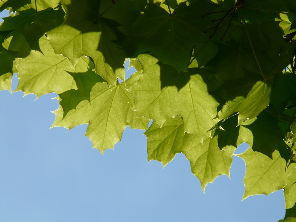 Tree green shining photo