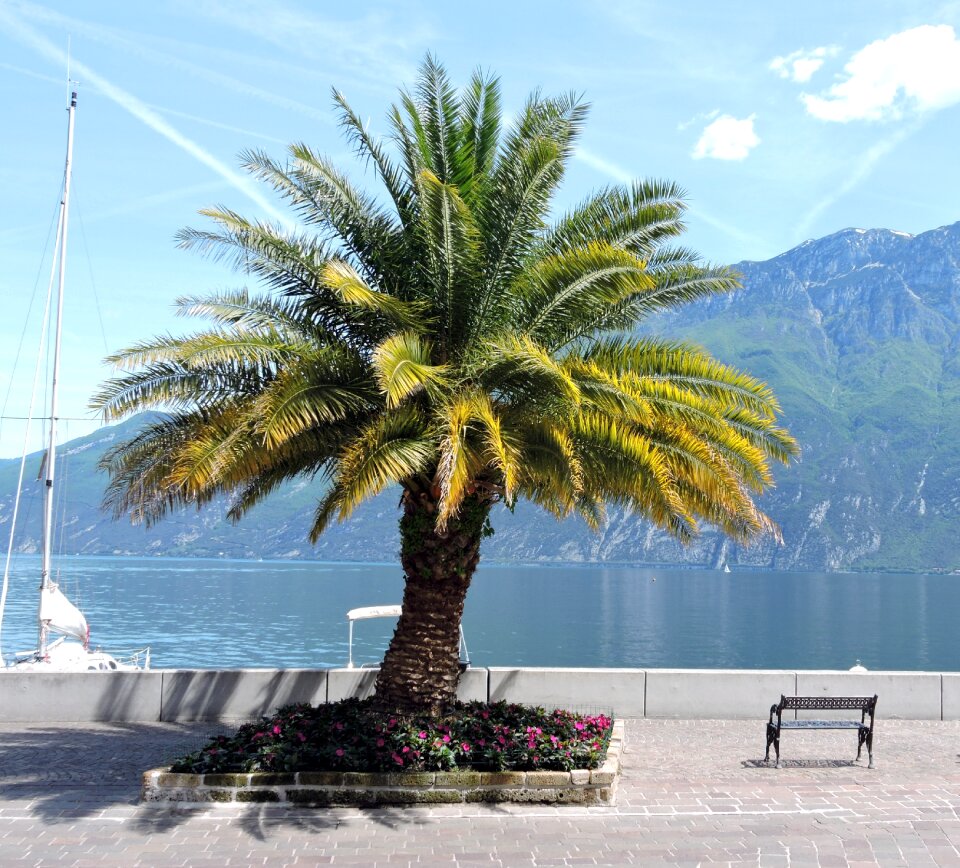Mountain bench tree