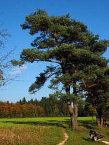 Migratory path wegchen tree photo