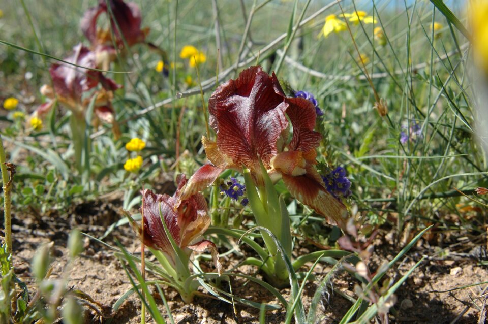 Wild iris kızılırmak basin three colors
