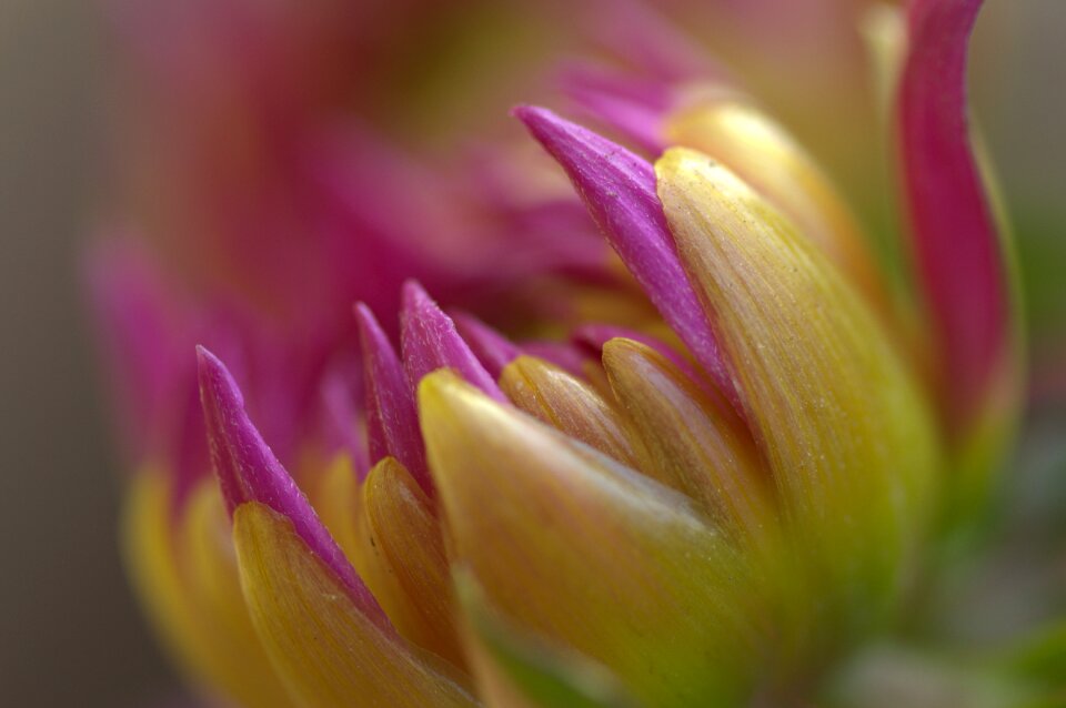 Dahlia flower spring