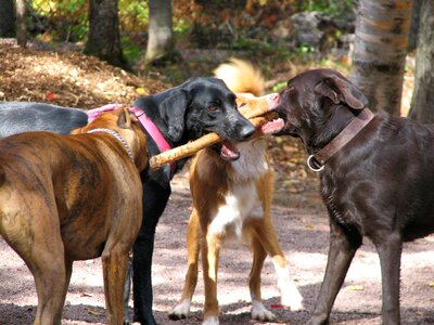 Cute funny canine