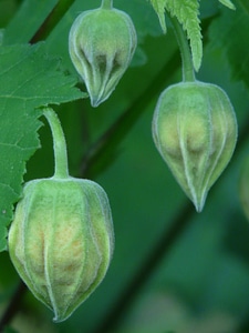 Malvaceae plant seeds