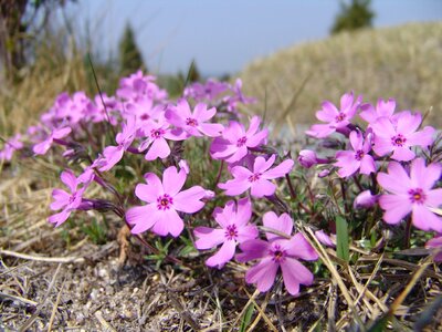 Flowers nature pink flower